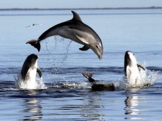 dolphins