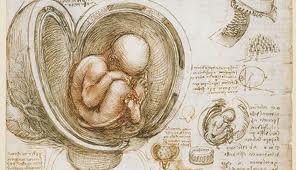 Exhibition on Leonardo’s anatomist